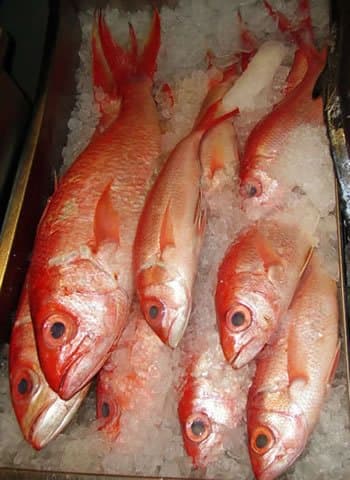 Red and White Snapper Fish